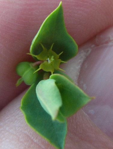 Euphorbia